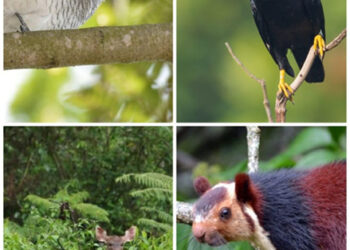 Barbara: Where Giant Squirrels & Cuckooshrikes rule