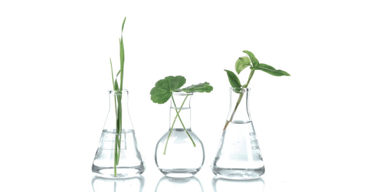 LANXESS Flavors & Fragrances: Sustainable alternative for every product by the end of 2023