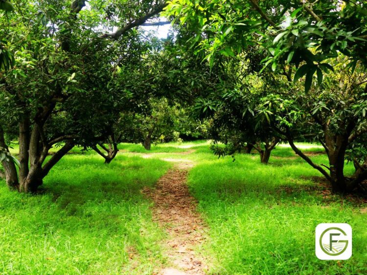 Getfarms: Trailblazing Agriculture Transformation and Unveiling Exciting Greener Tomorrow