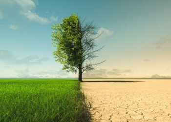 The Role of Renewable Energy in Combating Climate Change