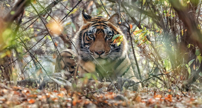 Beyond Ranthambore: Madhya Pradesh’s Quiet Wildlife Tourism Boom